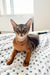 Cute Grey Abyssinian Kitten with large ears sitting on stylish patterned fabric