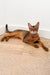 Sleek grey Abyssinian kitten lounging on a wooden floor, looking adorable and relaxed