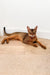 Sleek Grey Abyssinian Kitten lounging on a cozy wooden floor