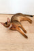 Sleek Grey Abyssinian kitten lounging cutely on a warm wooden floor