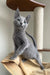 Cute Gray Russian Blue cat featured in Greyson | Russian Blue Kitten product