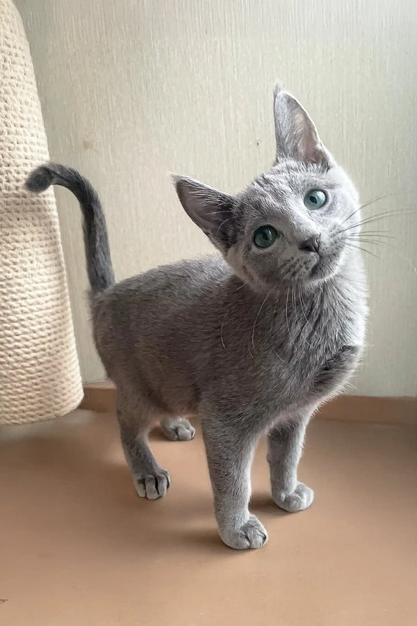 Gray Russian Blue kitten named Greyson with striking green eyes