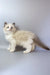 Grisha | ragdoll kitten