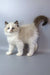 Grisha | ragdoll kitten
