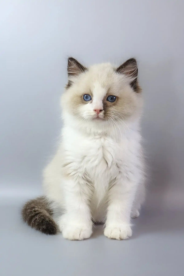 Grisha | ragdoll kitten