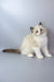 Grisha | ragdoll kitten