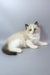 Grisha | ragdoll kitten