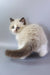 Grisha | ragdoll kitten