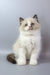Grisha | ragdoll kitten