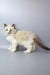 Grisha | ragdoll kitten