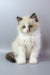 Grisha | ragdoll kitten