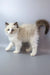 Grisha | ragdoll kitten