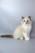 Grisha | ragdoll kitten