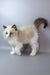 Grisha | ragdoll kitten