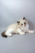 Grisha | ragdoll kitten