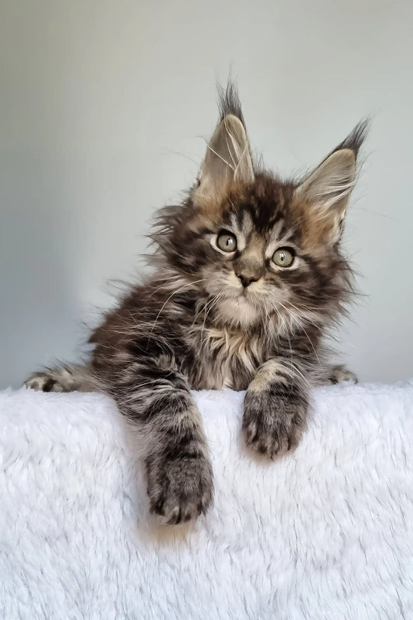 Grom | maine coon kitten