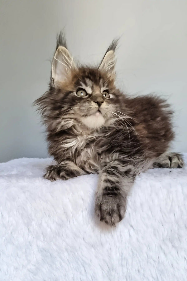 Grom | maine coon kitten