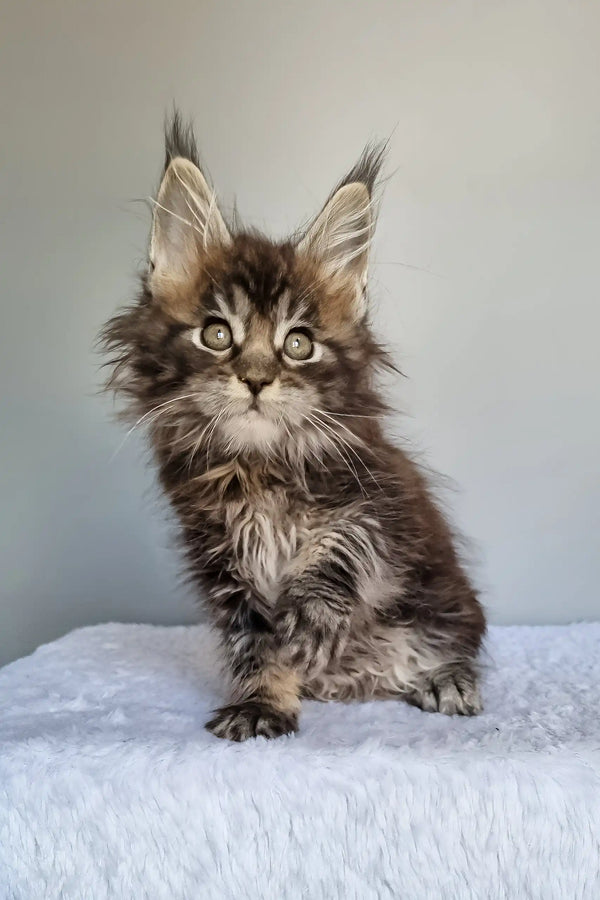 Grom | maine coon kitten