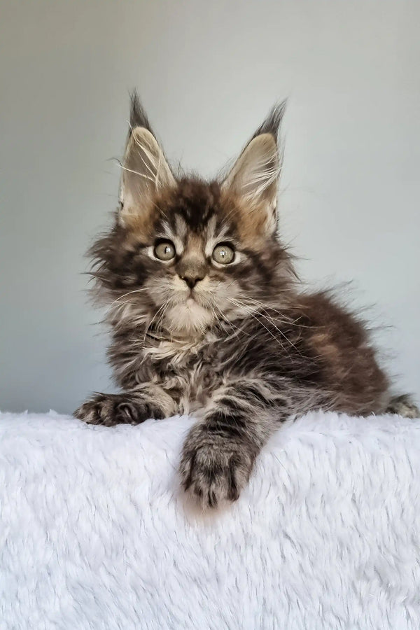 Grom | maine coon kitten