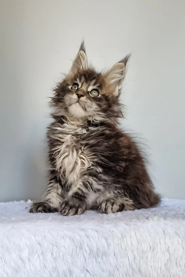 Grom | maine coon kitten