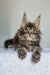 Grom | maine coon kitten