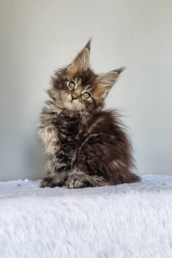 Grom | maine coon kitten