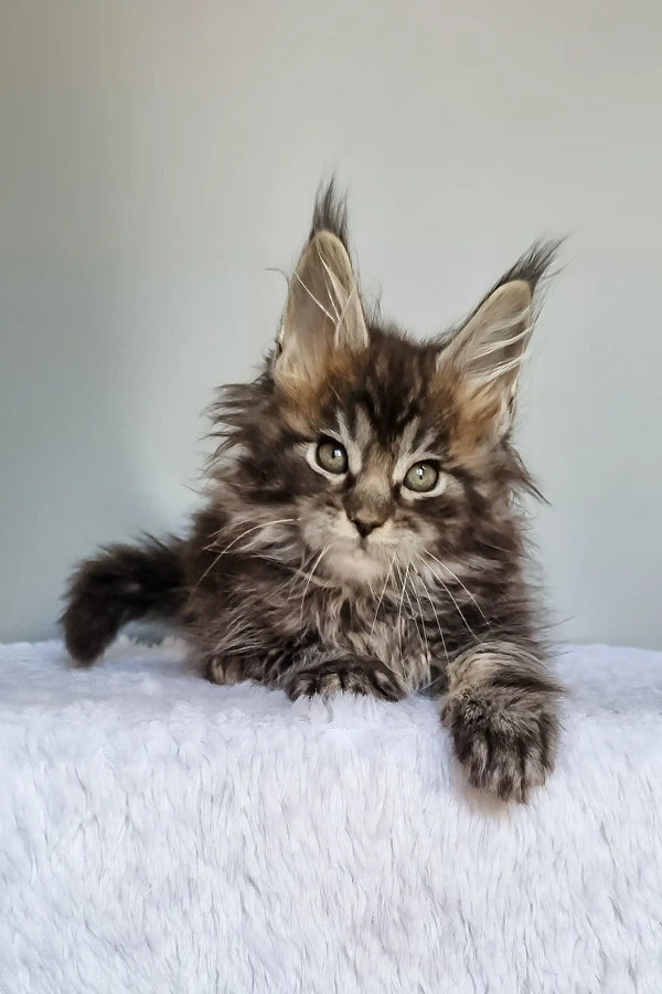 Grom | maine coon kitten