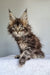 Grom | maine coon kitten