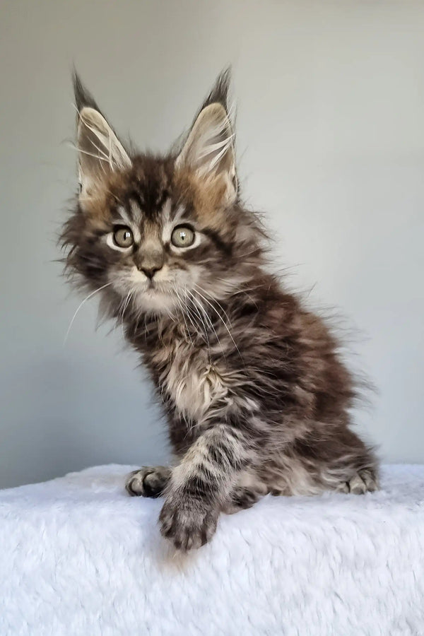 Grom | maine coon kitten
