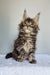 Grom | maine coon kitten