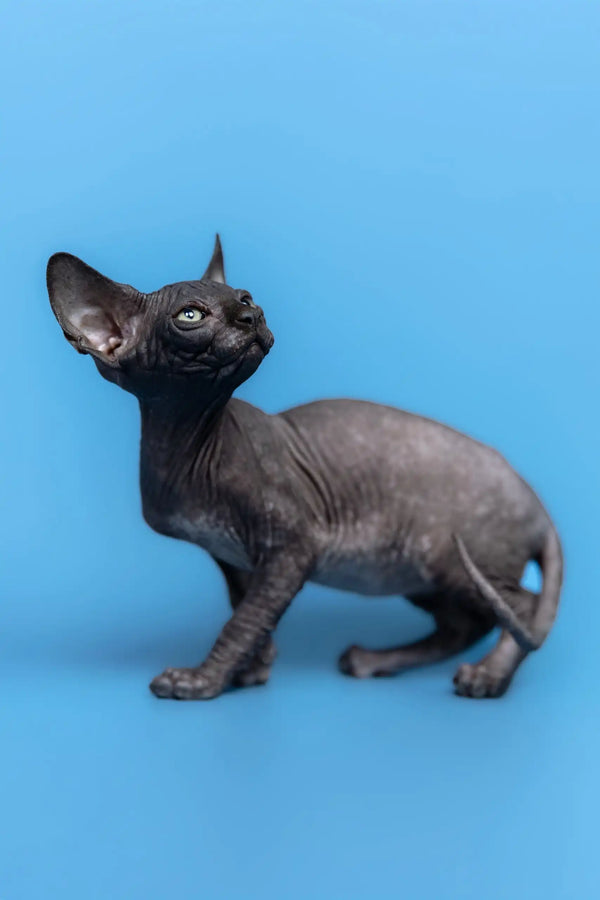 Hairless black kitten from Gucci’s Canadian Sphynx Kitten collection