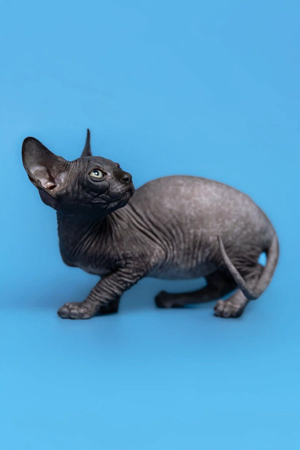 Adorable wrinkled black Sphynx kitten named Gucci, perfect for your home cuddles