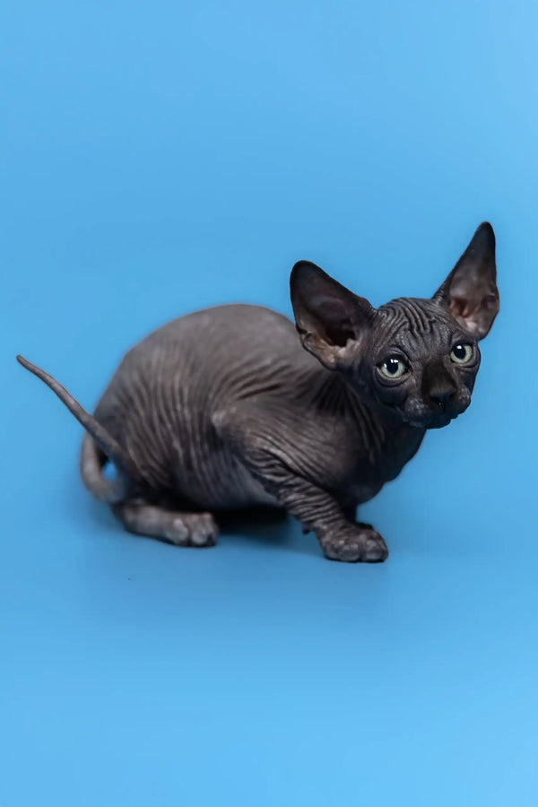 Cute, wrinkled hairless Sphynx cat from the Gucci Canadian Sphynx Kitten collection