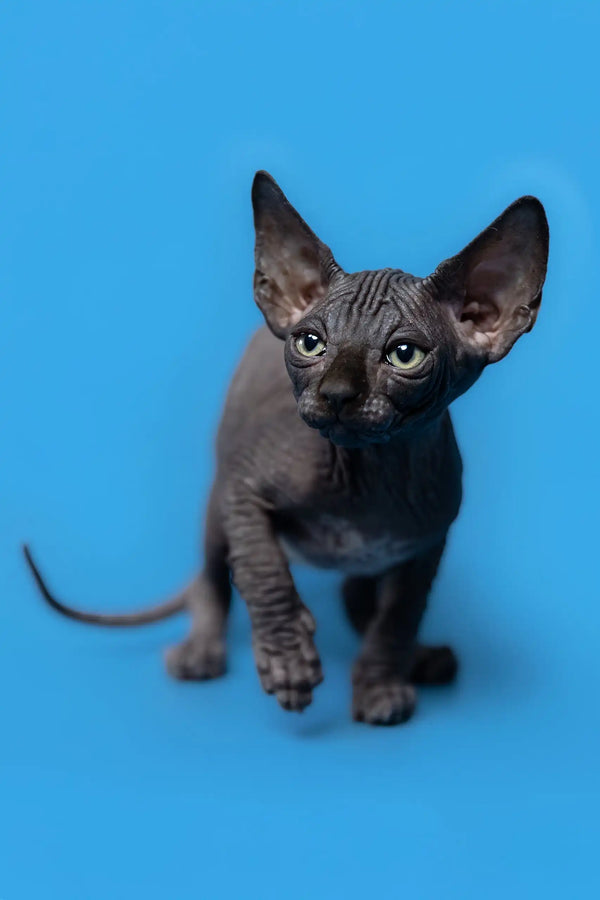 Cute wrinkled hairless kitten with big ears from Gucci Canadian Sphynx collection