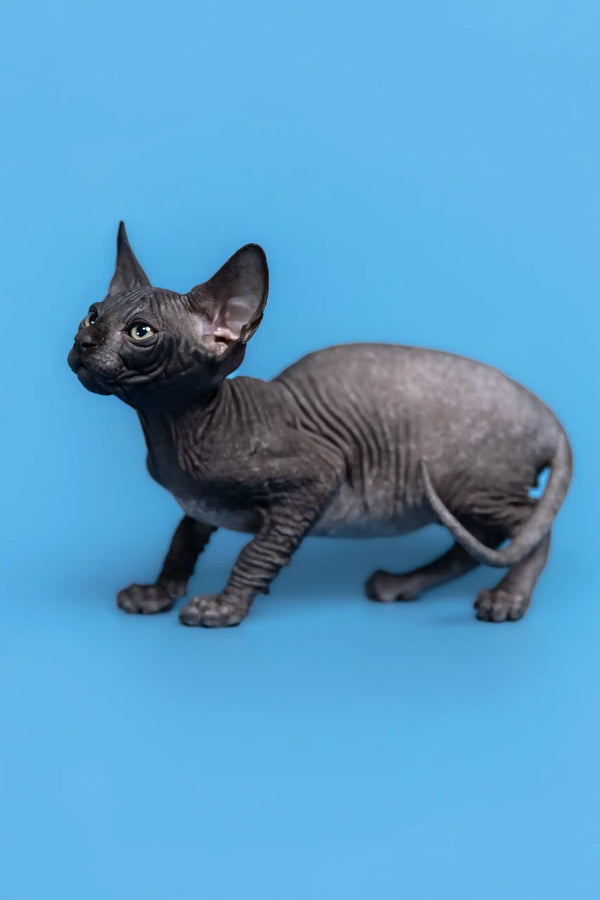 Wrinkled gray Canadian Sphynx kitten from Gucci, cute and hairless