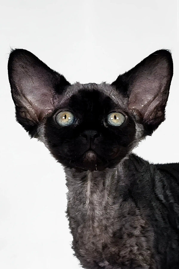 Black Devon Rex cat in stylish Gucci Devon Rex Kitten product showcase