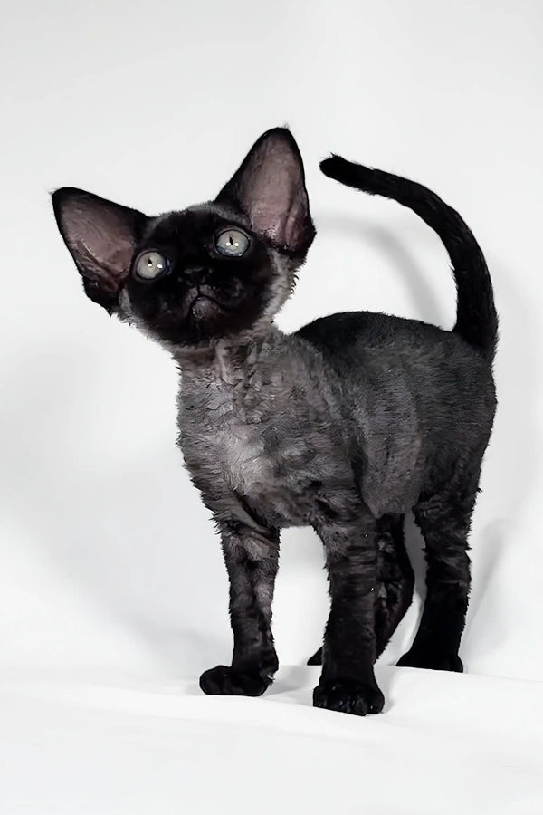 Black Devon Rex kitten from the Gucci collection, perfect for cat lovers