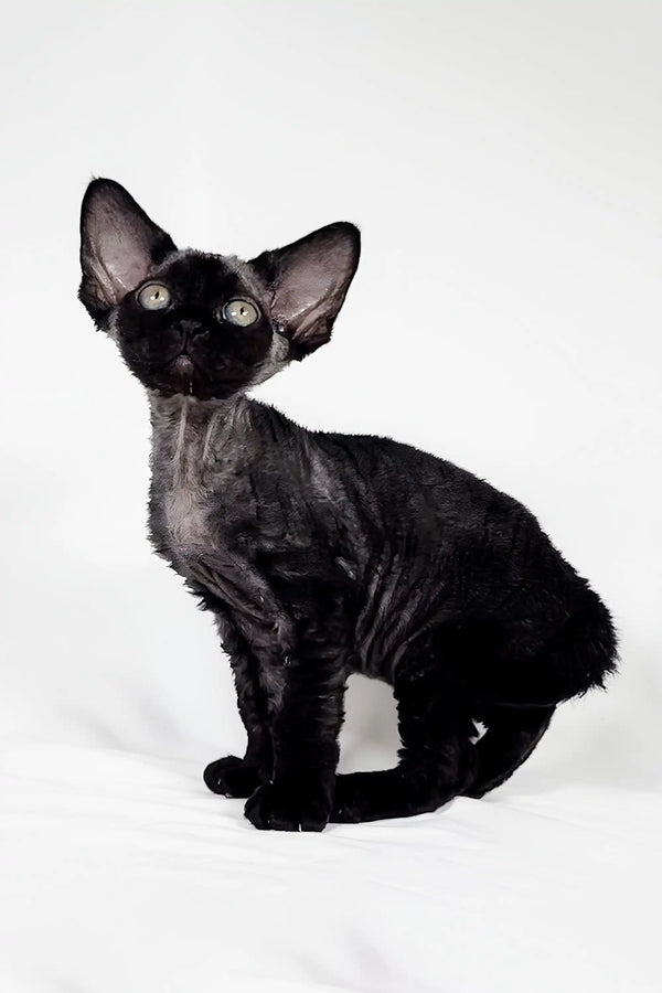 Black Devon Rex cat featured in the Gucci Devon Rex Kitten product display
