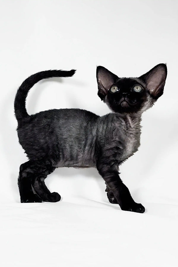 Cute Black Devon Rex cat from the Gucci Devon Rex Kitten collection
