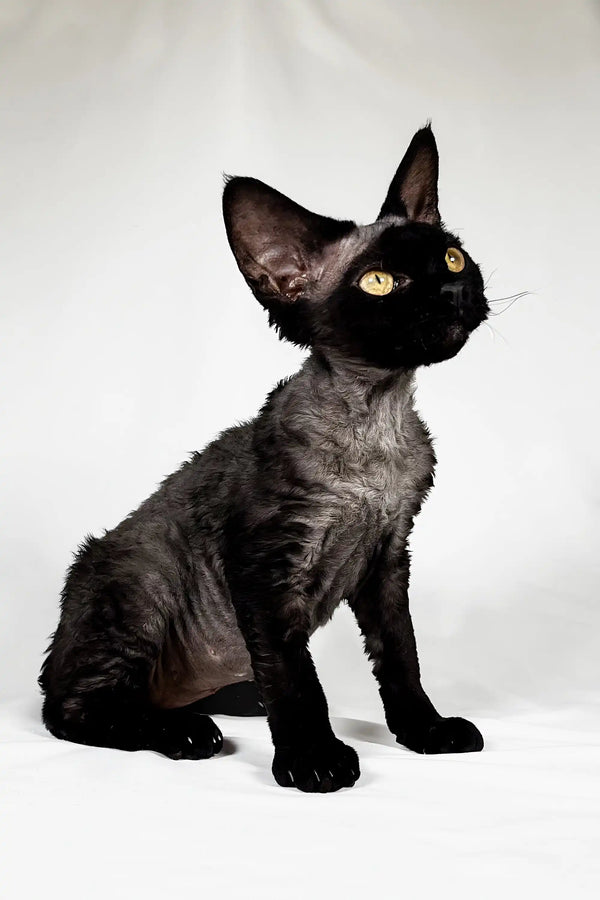 Black Devon Rex cat showcasing the stylish Gucci Devon Rex Kitten product