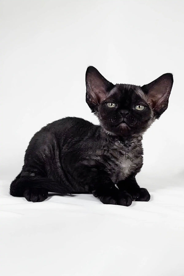 Adorable Black Devon Rex kitten featured in Gucci’s cute collection