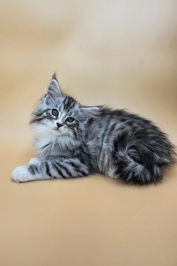 Gucci | maine coon kitten