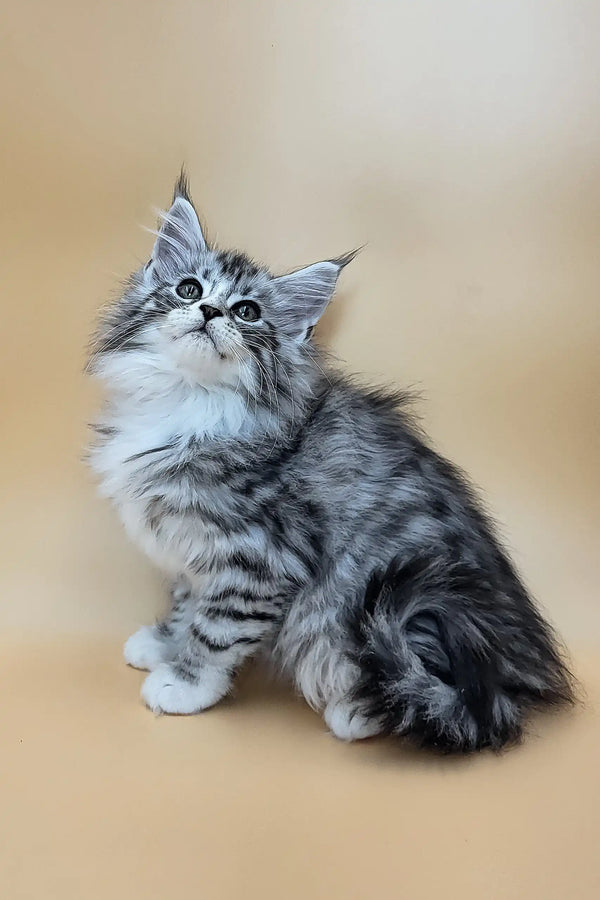 Gucci | maine coon kitten
