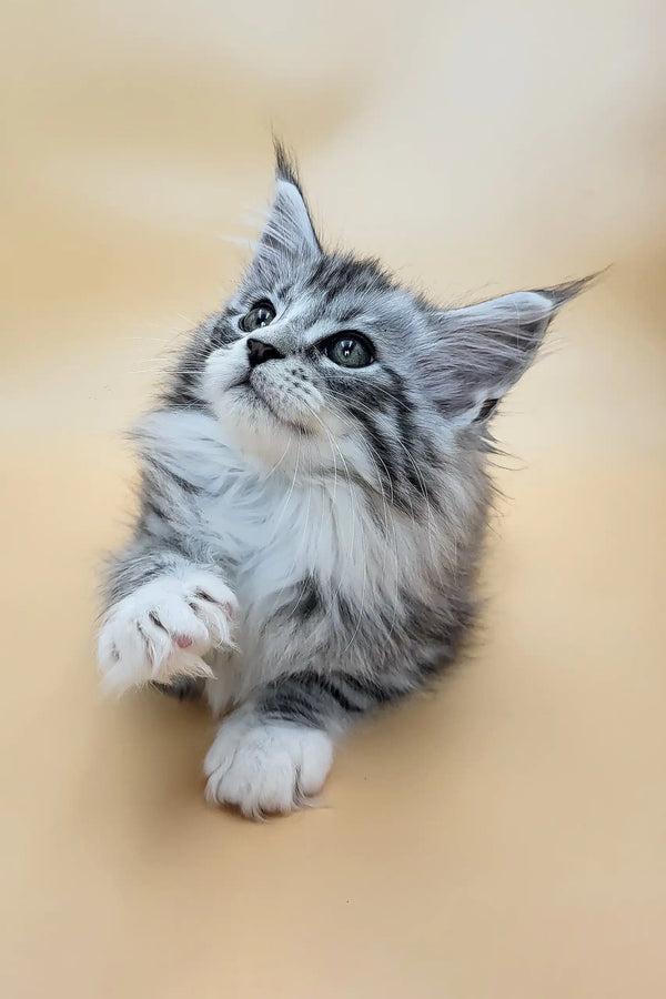 Gucci | maine coon kitten