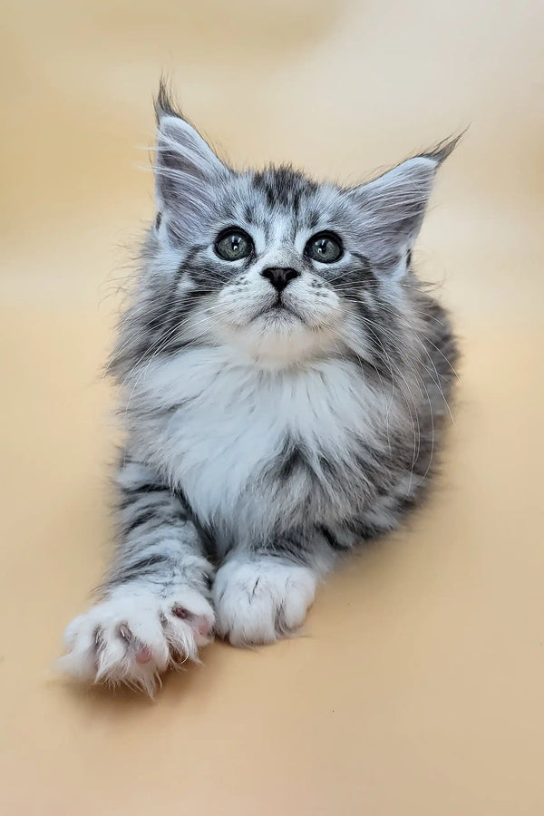 Gucci | maine coon kitten