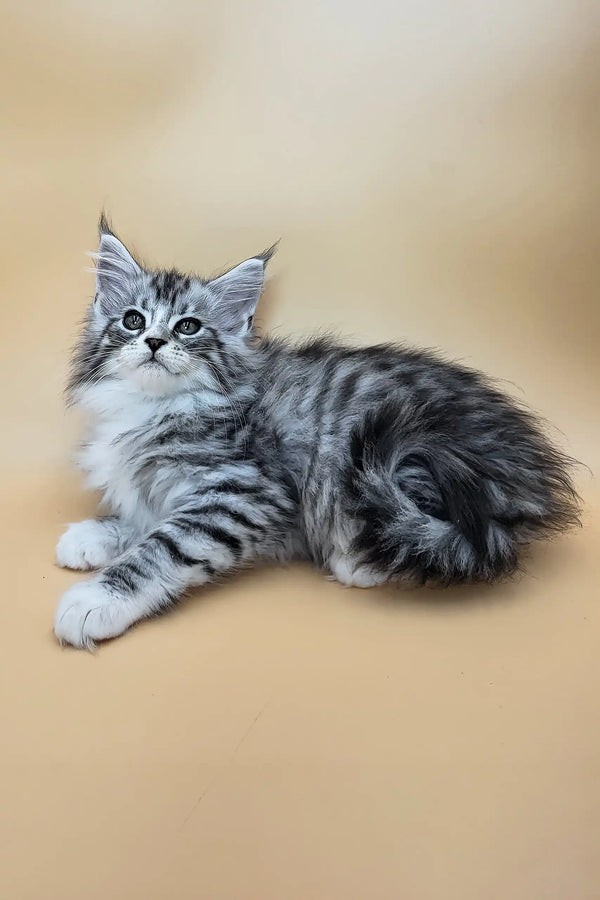 Gucci | maine coon kitten