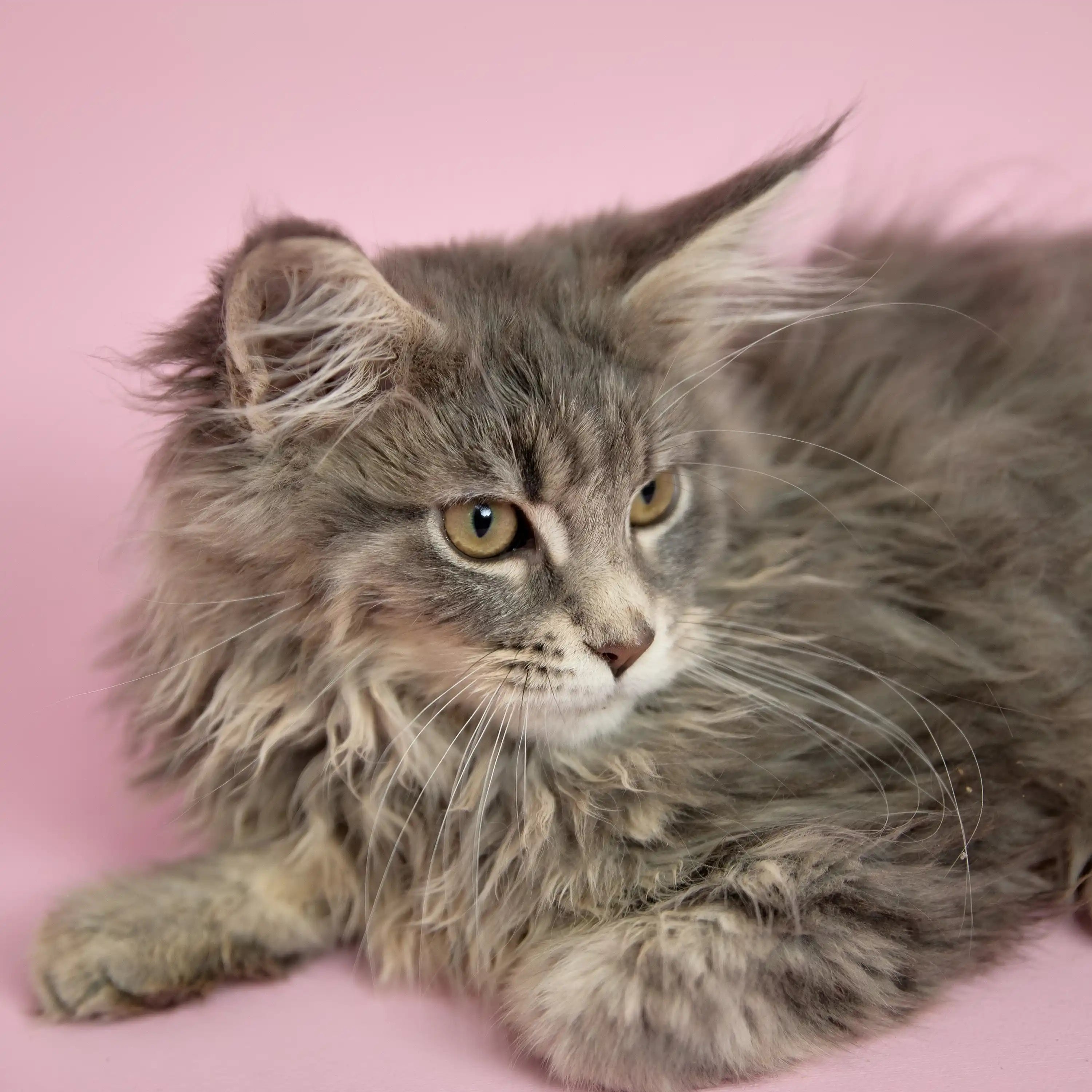 Maine Coon Kittens for Sale Gunar| Kitten