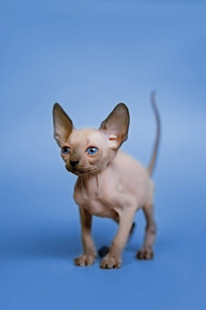 Hairless Sphynx Cats & Kittens for Sale Gus | Kitten