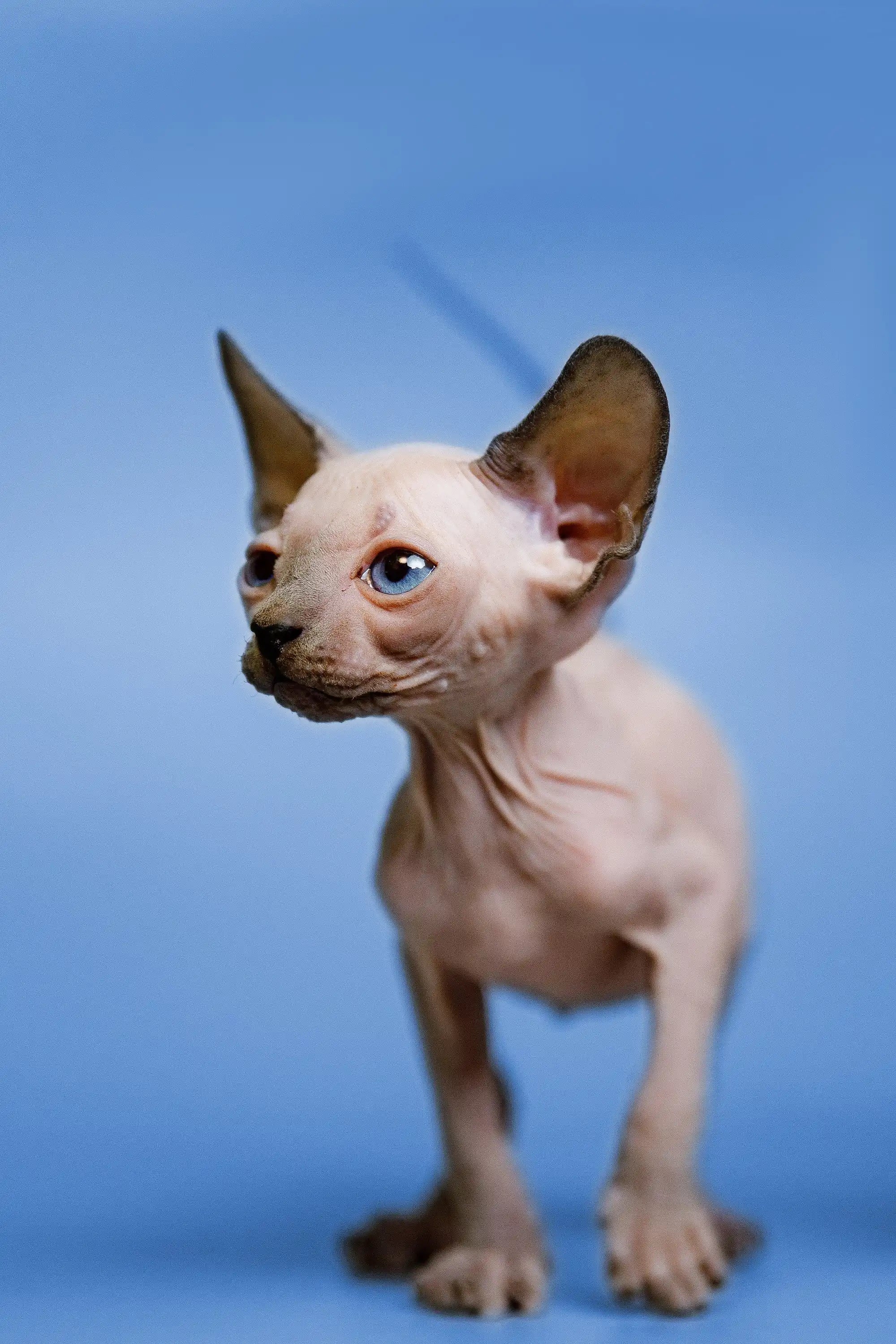 Hairless Sphynx Cats & Kittens for Sale Gus | Kitten