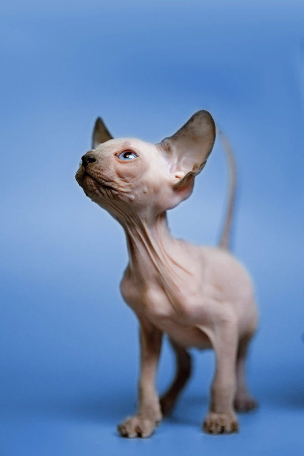 Hairless Sphynx kitten Gus with big ears looking up, ready for fun and cuddles